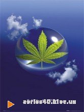 Cannabis | 240*320