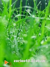 Wet Grass l 240*320