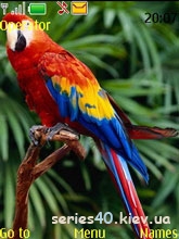 Parrot by Boss| 240*320